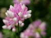 sie_0031